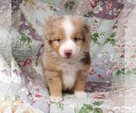 Small Photo #31 Miniature Australian Shepherd Puppy For Sale in HARRISON, OH, USA