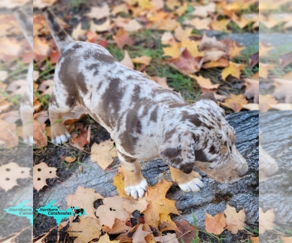 Medium Photo #2 Catahoula Leopard Dog Puppy For Sale in MORAN, MI, USA