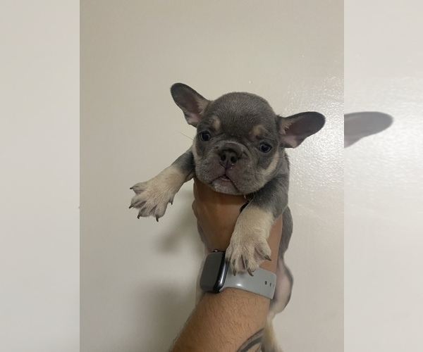 Medium Photo #1 French Bulldog Puppy For Sale in FRASER, MI, USA