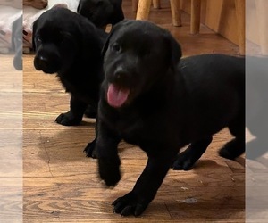 Labrador Retriever Puppy for sale in CAMANO ISLAND, WA, USA