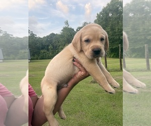 Labrador Retriever Puppy for sale in OSYKA, MS, USA