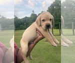 Image preview for Ad Listing. Nickname: Yellow collar