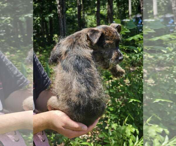 Medium Photo #5 Chihuahua-Unknown Mix Puppy For Sale in Sheboygan, WI, USA