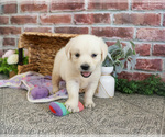 Small #6 Golden Retriever