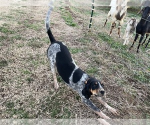 Bluetick Coonhound Puppy for sale in JOPPA, AL, USA