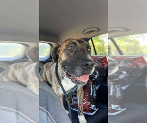 Mutt Dogs for adoption in Foristell, MO, USA