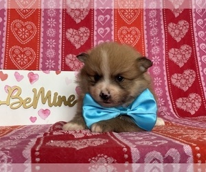 Pomeranian Puppy for sale in LANCASTER, PA, USA