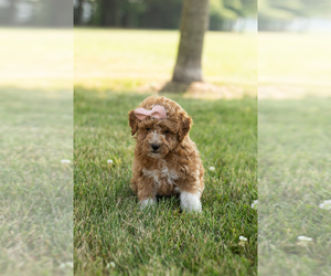 Goldendoodle-Poodle (Miniature) Mix Puppy for sale in BREMEN, IN, USA