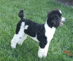 Small Photo #1 Aussiedoodle Puppy For Sale in WINSTON SALEM, NC, USA