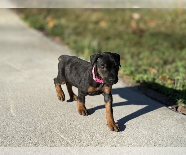 Medium Photo #16 Doberman Pinscher Puppy For Sale in NEWTON, NC, USA