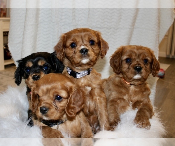 Medium Photo #1 Cavalier King Charles Spaniel Puppy For Sale in WATERLOO, NY, USA
