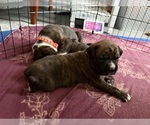 Small #6 Boxer