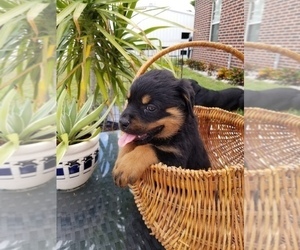 Rottweiler Puppy for Sale in EDINBURG, Texas USA