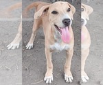 Small #8 American Pit Bull Terrier Mix