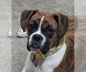 Mother of the Boxer puppies born on 06/27/2025