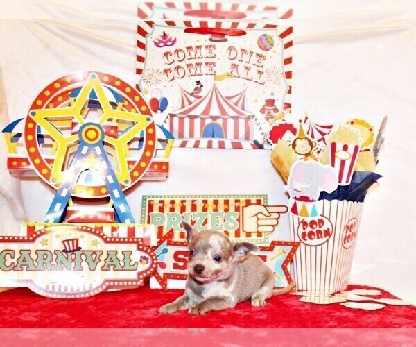 Medium Photo #7 Chihuahua Puppy For Sale in CHARLESTON, AR, USA
