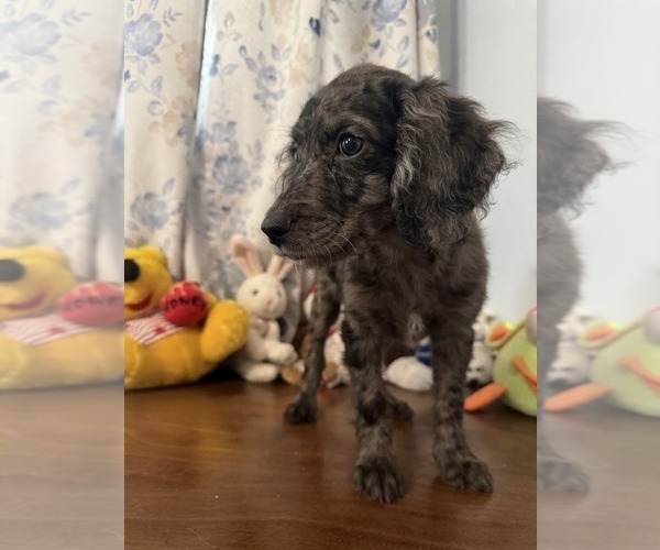Medium Photo #7 Cockapoo (Miniature) Puppy For Sale in DURHAM, CT, USA