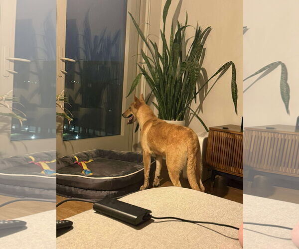 Medium Photo #9 Mutt Puppy For Sale in Minneapolis, MN, USA