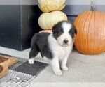 Small #4 Australian Shepherd