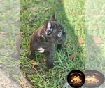 Puppy 2 French Bulldog
