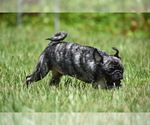 Small #7 Pug