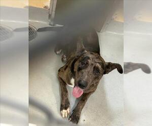 Mutt Dogs for adoption in Tulsa, OK, USA