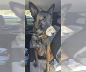 Mutt Dogs for adoption in San Antonio, TX, USA