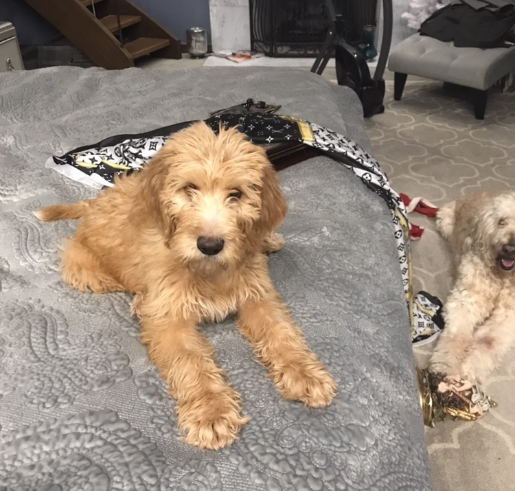Medium Photo #1 Poodle (Standard)-Spinone Italiano Mix Puppy For Sale in CLEVELAND, OH, USA
