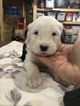Small Photo #4 Old English Sheepdog Puppy For Sale in MESICK, MI, USA