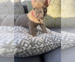 Small Photo #18 French Bulldog Puppy For Sale in SAN DIEGO, CA, USA