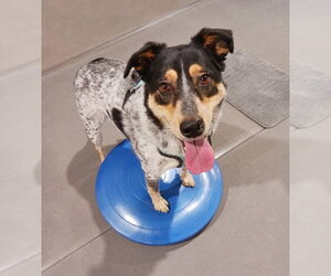 Squirrel - Female Mutt Dog for Adoption - Photo #2