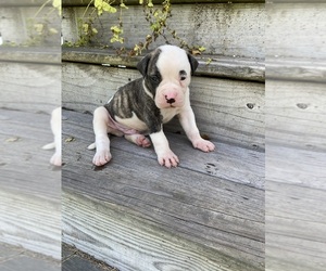 Medium American Bulldog