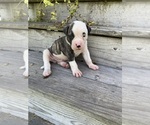 Puppy Bullseye American Bulldog