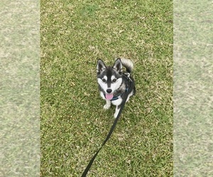 Alaskan Klee Kai Puppy for sale in GLENDALE, AZ, USA