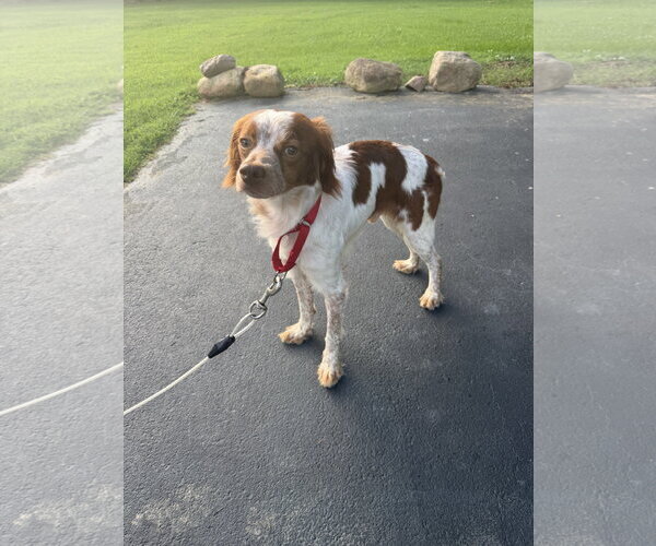 Medium Photo #2 - Mix Puppy For Sale in Curwensville, PA, USA