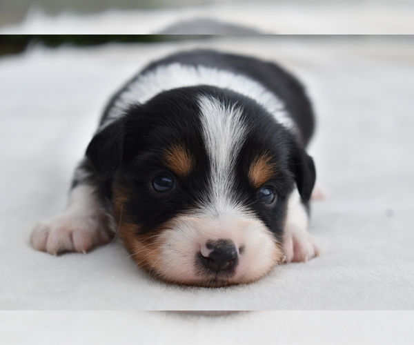 Medium Photo #5 Miniature Australian Shepherd Puppy For Sale in PALM COAST, FL, USA