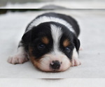 Small #4 Miniature Australian Shepherd