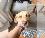 Small #2 Labrador Retriever Mix