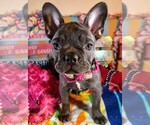 Small Photo #7 French Bulldog Puppy For Sale in HEATHROW, FL, USA