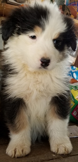 Medium Photo #1 Australian Shepherd Puppy For Sale in DEPUTY, IN, USA