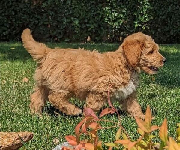Medium Photo #2 Goldendoodle Puppy For Sale in PLACERVILLE, CA, USA