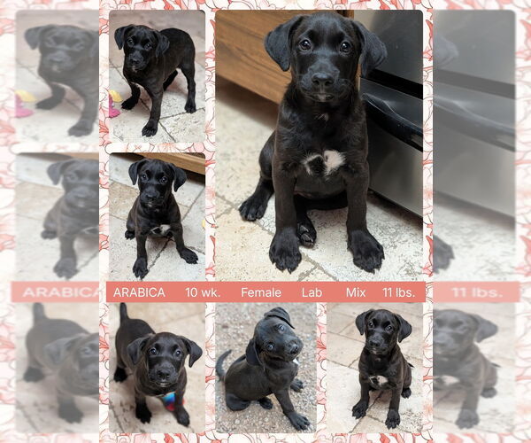 Medium Photo #1 Labrador Retriever-Unknown Mix Puppy For Sale in Mesa, AZ, USA