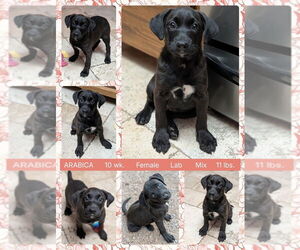 Labrador Retriever-Unknown Mix Dogs for adoption in Mesa, AZ, USA