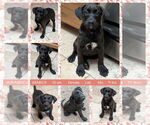 Small Labrador Retriever Mix