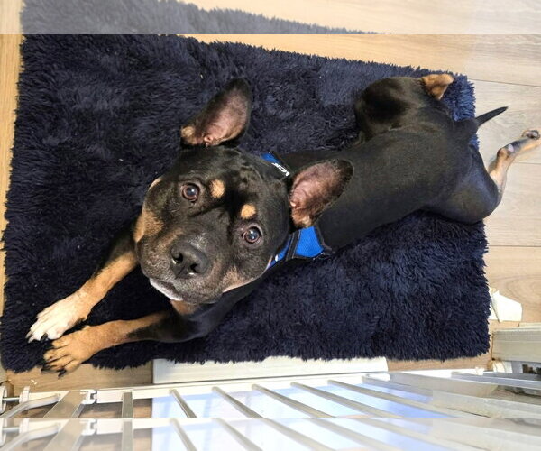 Medium Photo #2 Mutt Puppy For Sale in Rockville, MD, USA