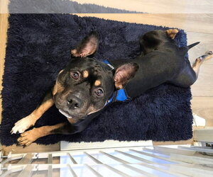 Bronx - Male Mutt Dog for Adoption - Photo #2