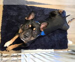 Small Photo #2 Mutt Puppy For Sale in Rockville, MD, USA