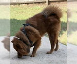 MAX - Male Chow Chow Dog for Adoption - Small photo