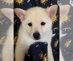 Image preview for Ad Listing. Nickname: Lil Bear