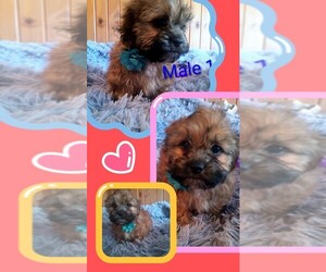 Cock-A-Tzu Puppy for sale in WOBURN, MA, USA